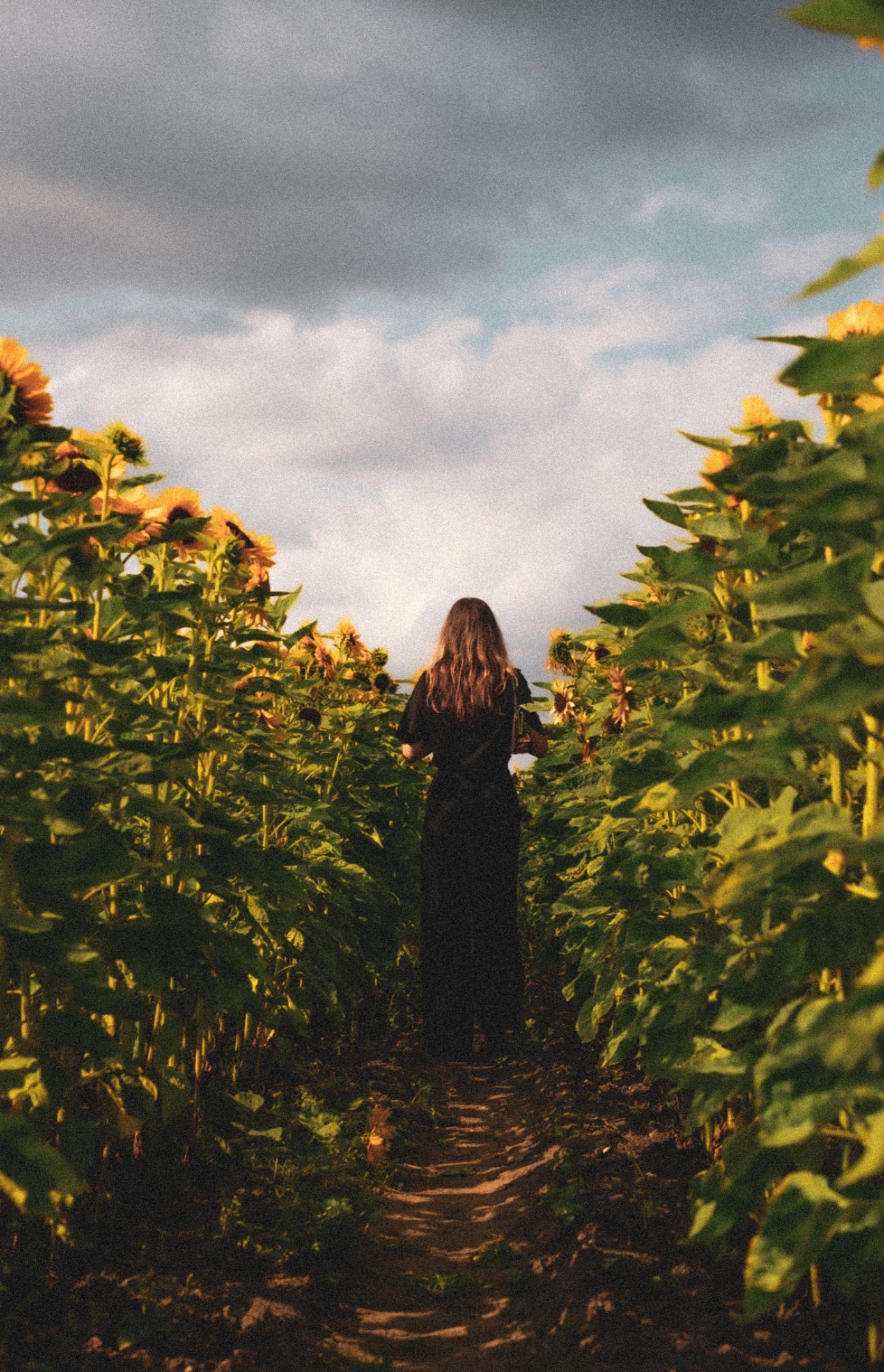 Photography for Sunflowers by Genevieve Stevenson