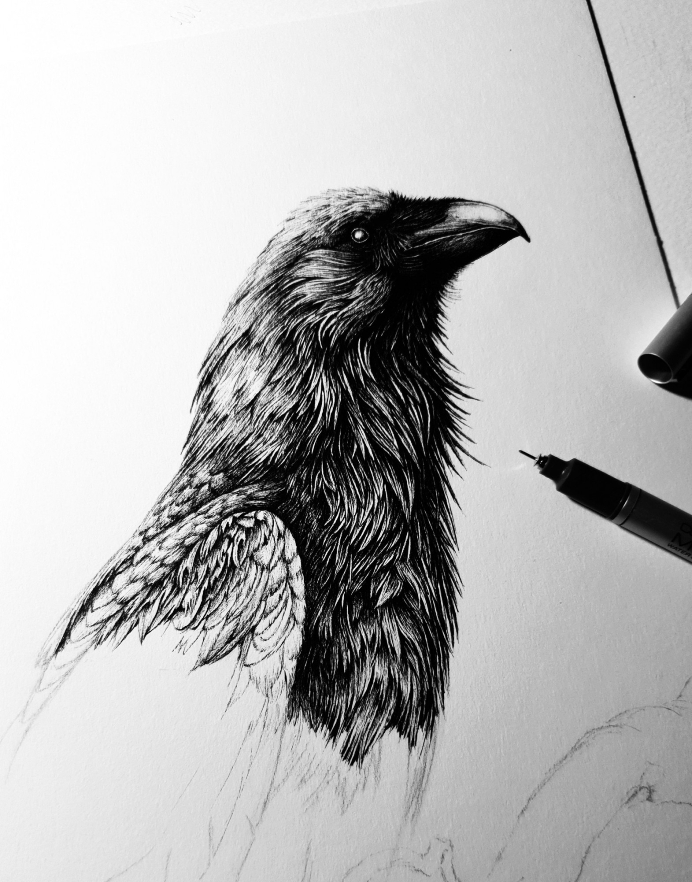 Birds in pen & ink