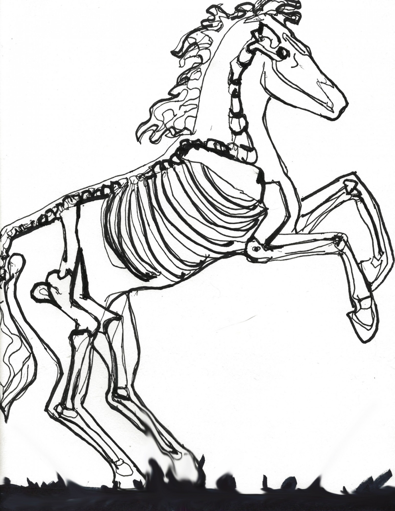 Skeletal Illustrations
