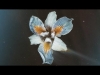 Preview image for the video "Tor - Oasis Sky - Album Artwork Visualiser".