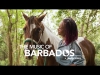 Preview image for the video "The Music of Barbados with Alison Hinds".